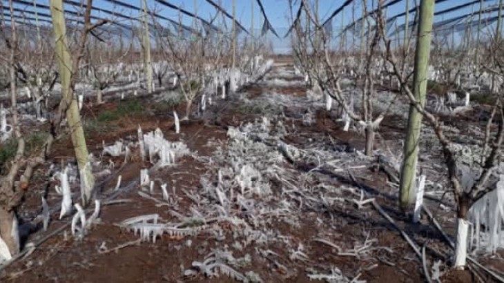Heladas Tardías: En algunas zonas de San Rafael, las temperaturas bajaron hasta los 6 bajo cero